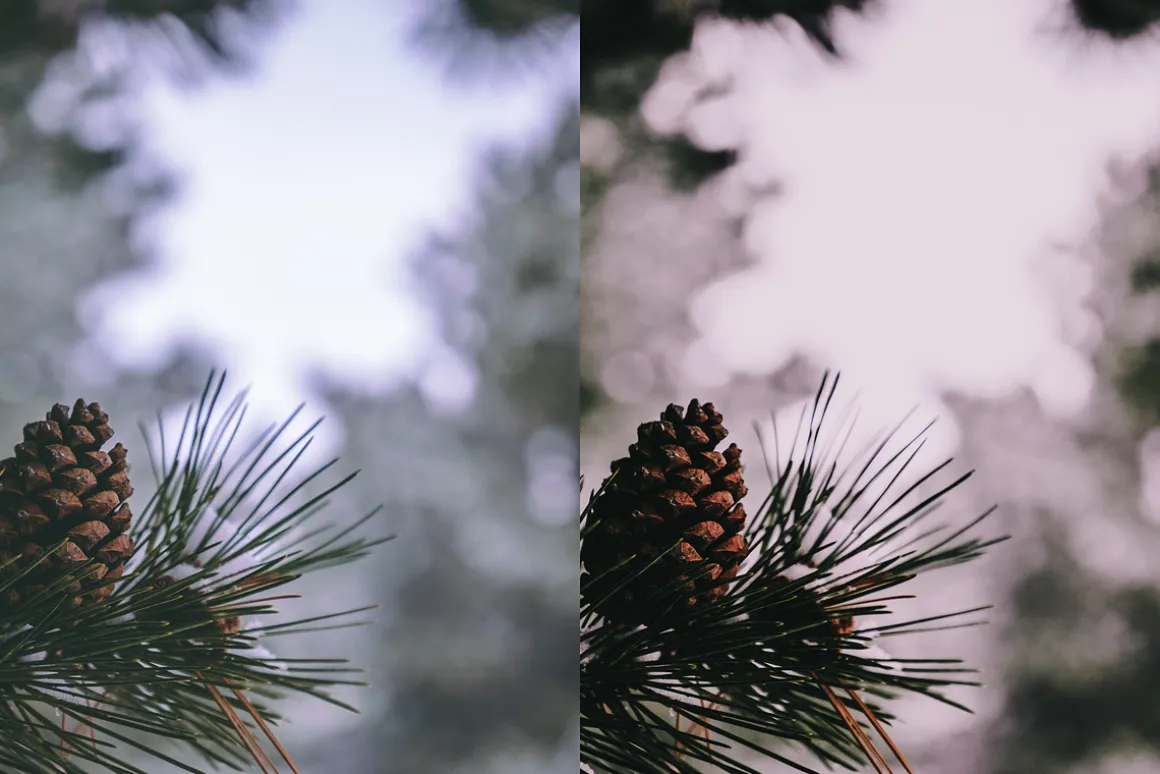 15 Moody Woods Lightroom Presets