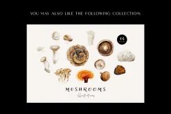 Mushrooms illustrations. Fungi set