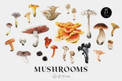 Mushrooms illustrations. Fungi set