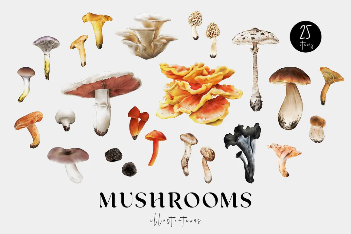 Mushrooms illustrations. Fungi set