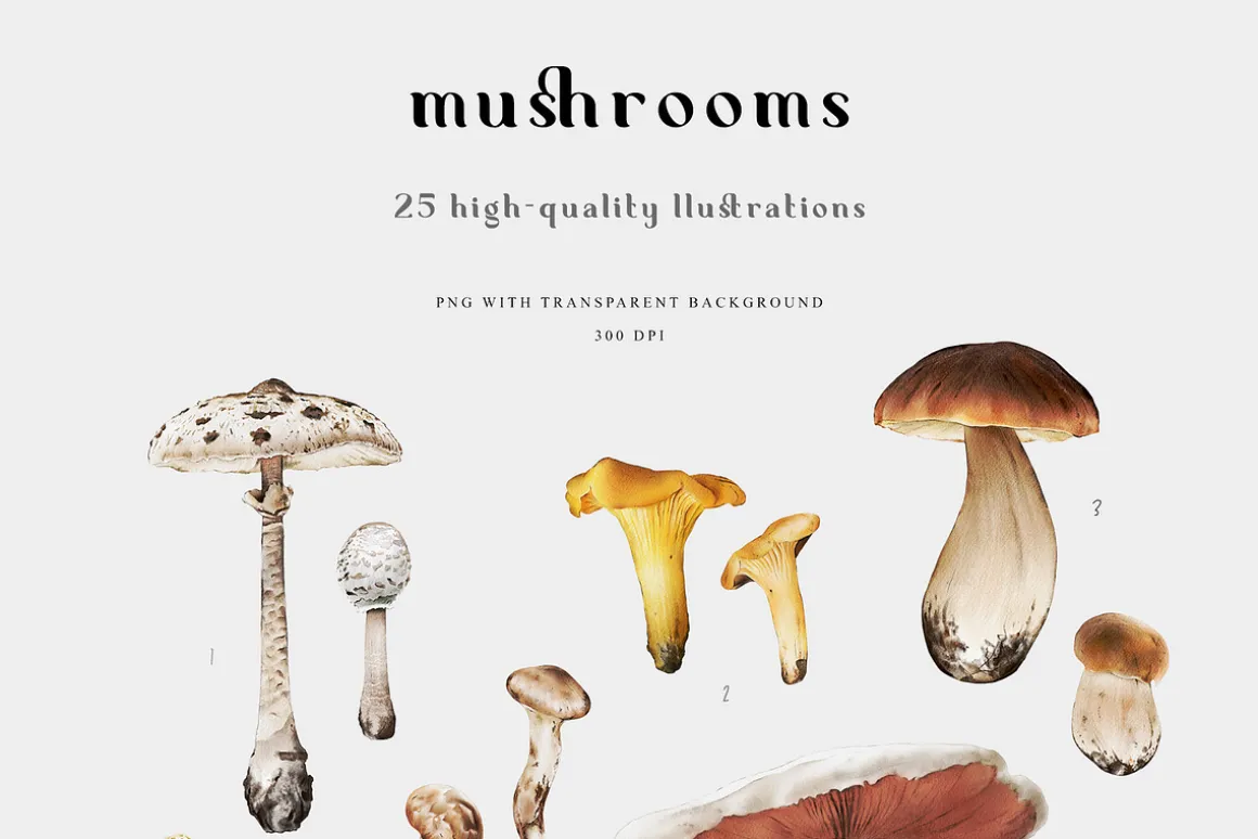 Mushrooms illustrations. Fungi set