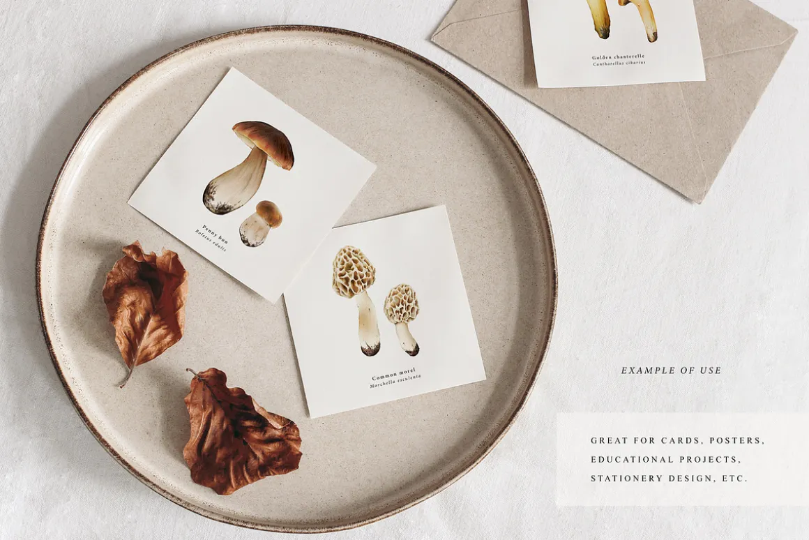 Mushrooms illustrations. Fungi set