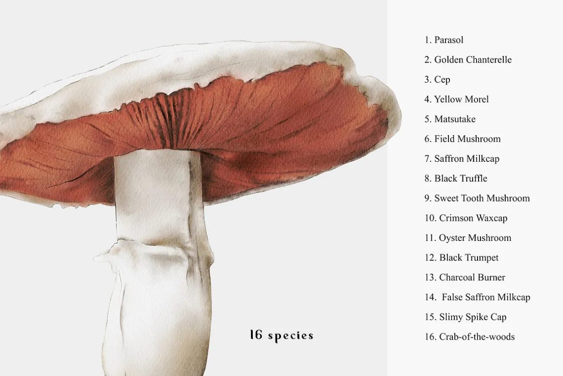 Mushrooms illustrations. Fungi set