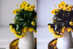 Nature Yellow Lightroom Presets
