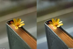 Nature Yellow Lightroom Presets