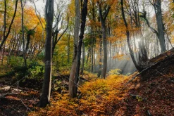 100+ New Hi-Res Autumn Photos
