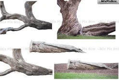 Old Tree Trunk Photo Overlays