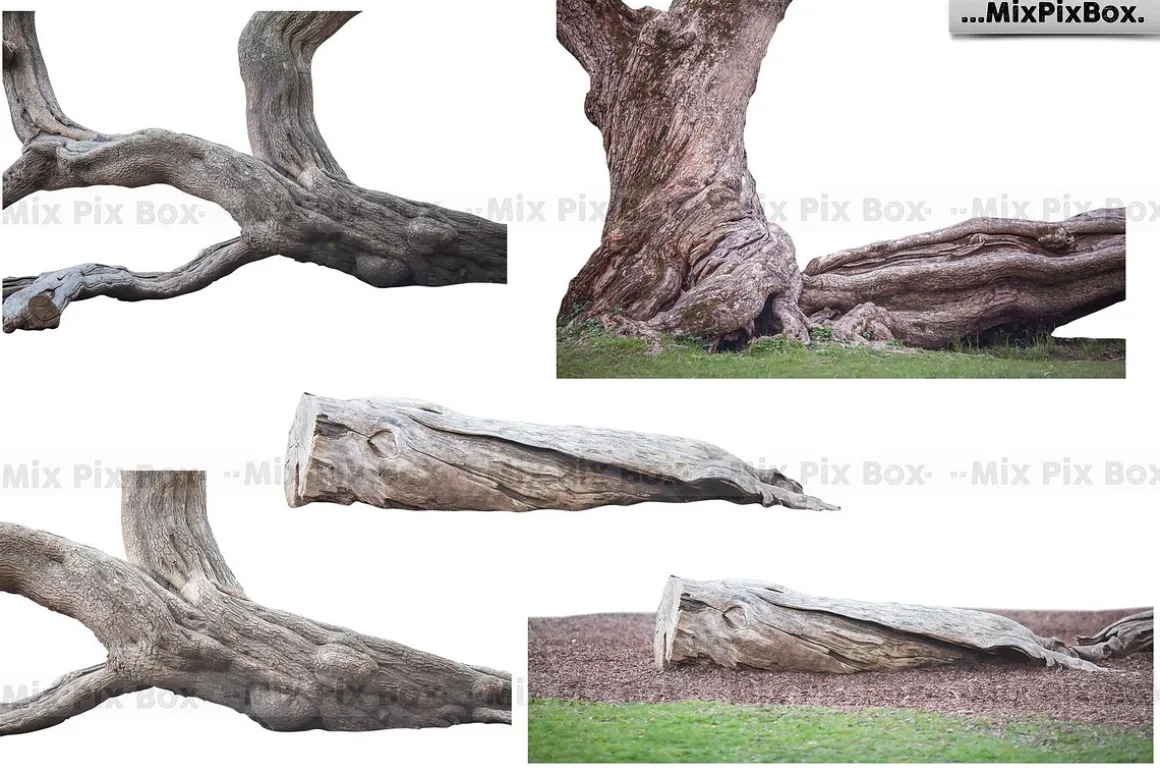 Old Tree Trunk Photo Overlays
