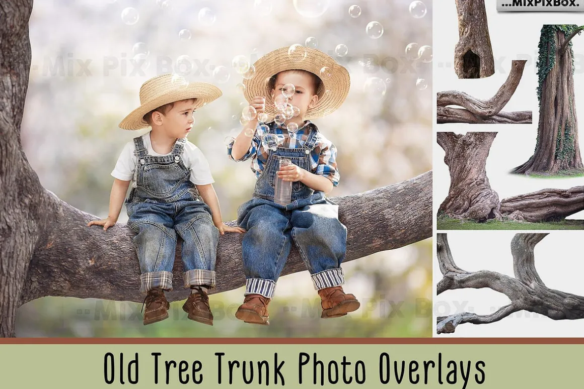 Old Tree Trunk Photo Overlays