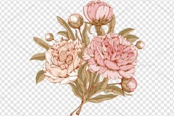 ✿ Peonies. Vector set ✿