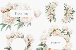 Peony Blush - Watercolor