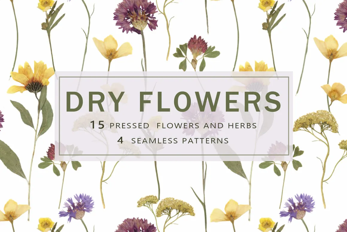 Pressed Dry Flowers & Leaves