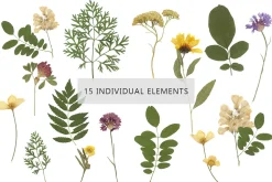 Pressed Dry Flowers & Leaves