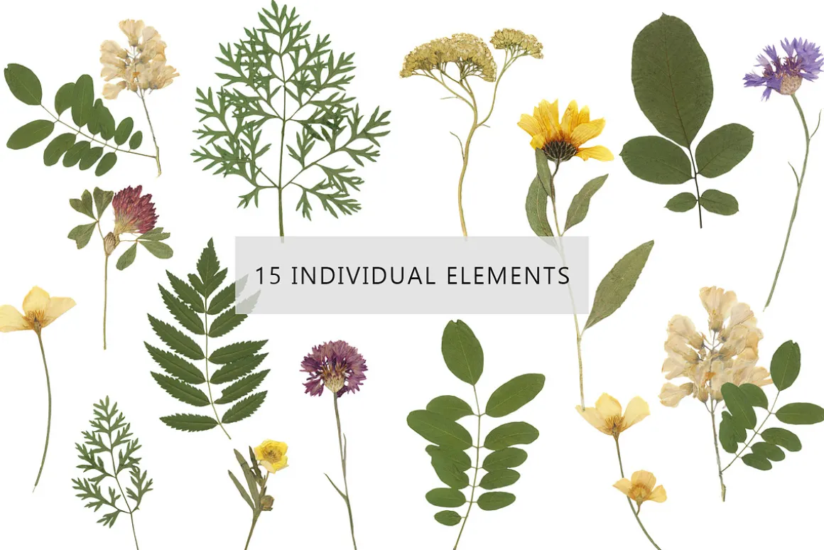 Pressed Dry Flowers & Leaves