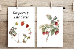 Raspberry Life Cycle Set