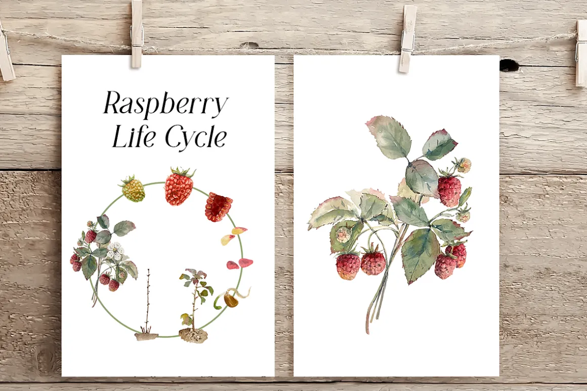 Raspberry Life Cycle Set