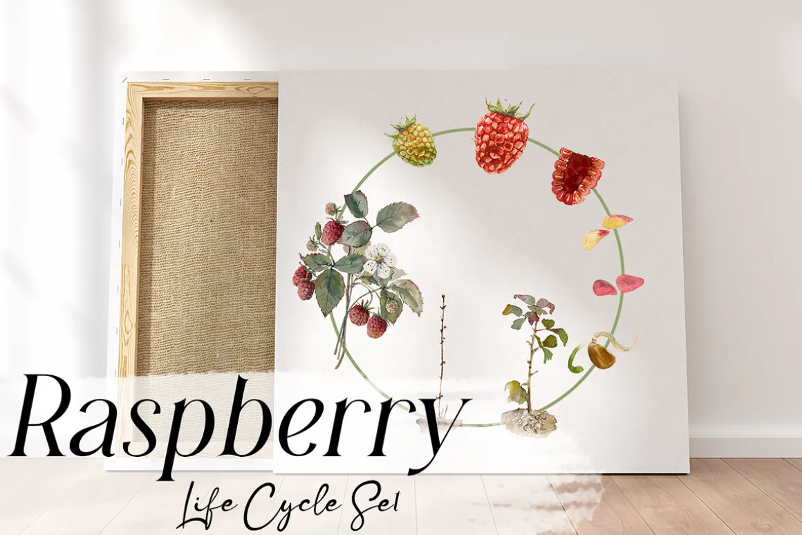 Raspberry Life Cycle Set