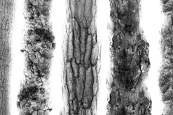 Realistic Tree bark brush set