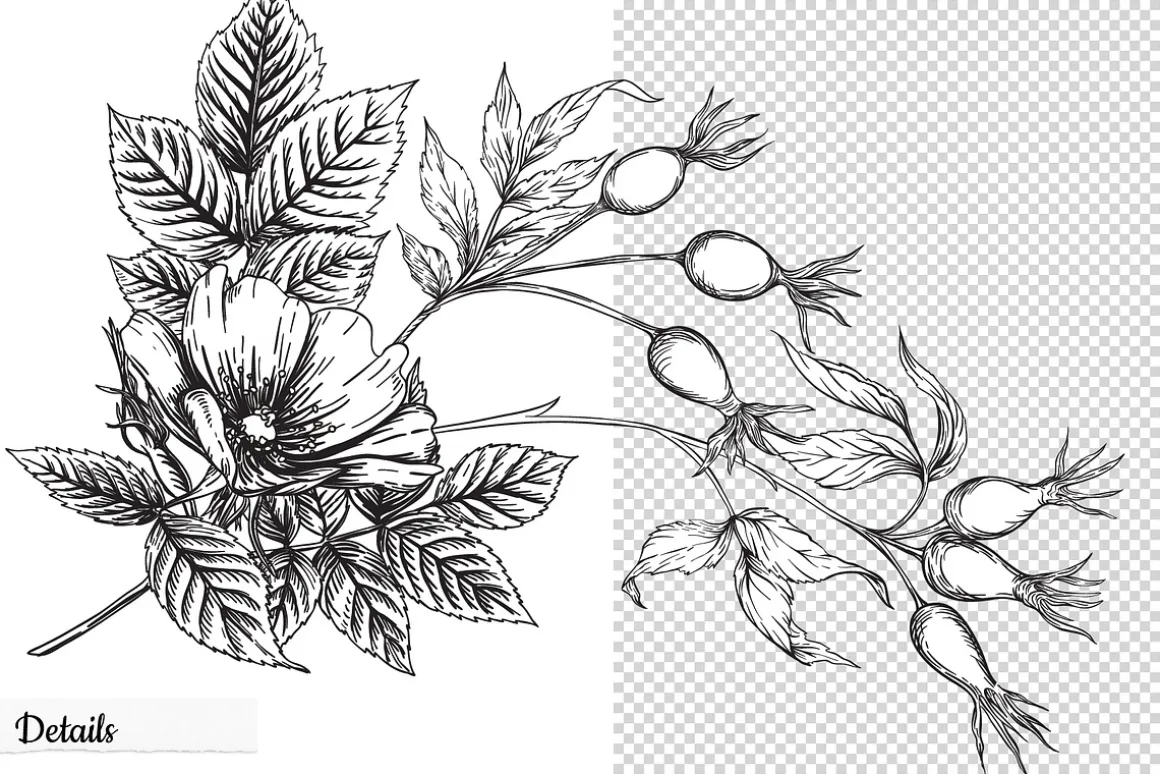 Rose Hip - 6 Seamless Patterns