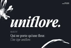Saigon Minimalist Serif - Basic Pack