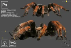 Spider Photoshop overlays