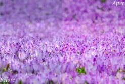 20 Spring Lr Presets
