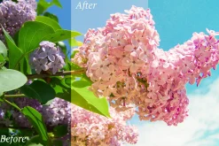 20 Spring Lr Presets