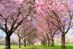 20 Spring Lr Presets