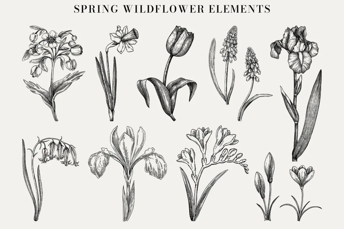 Spring Wildflower Vintage Vector Set
