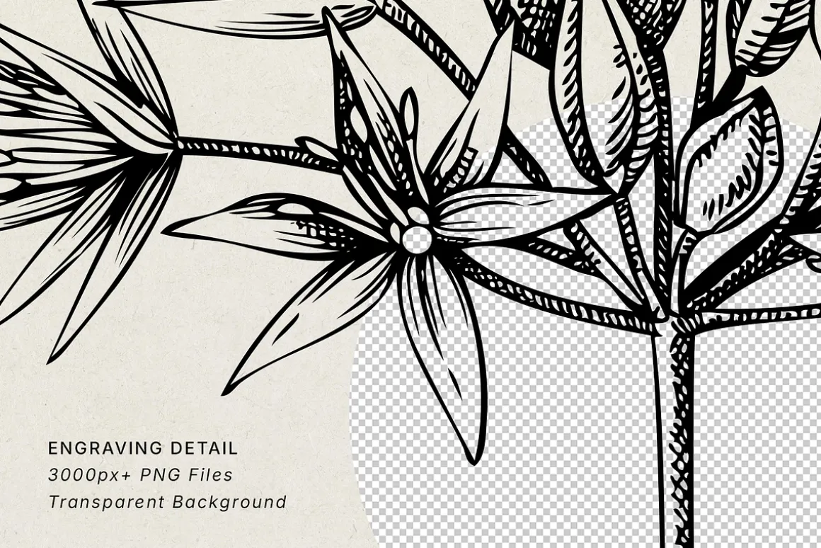 Spring Wildflower Vintage Vector Set