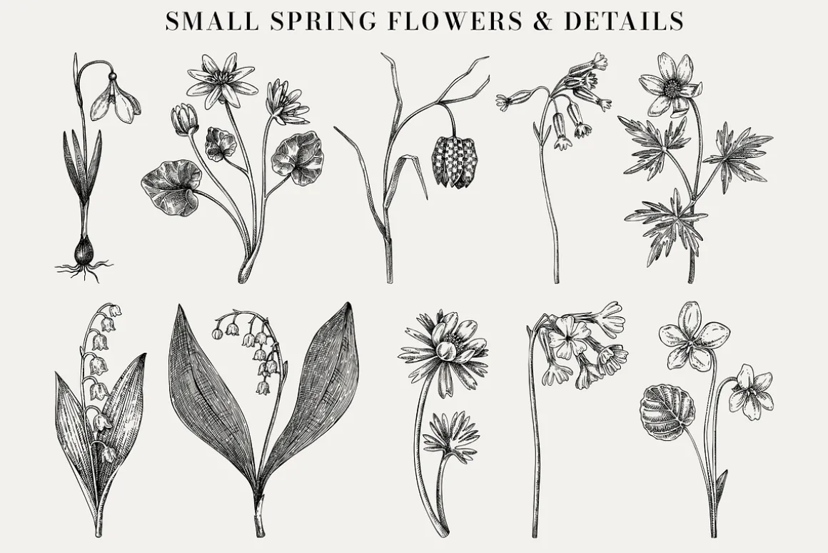 Spring Wildflower Vintage Vector Set