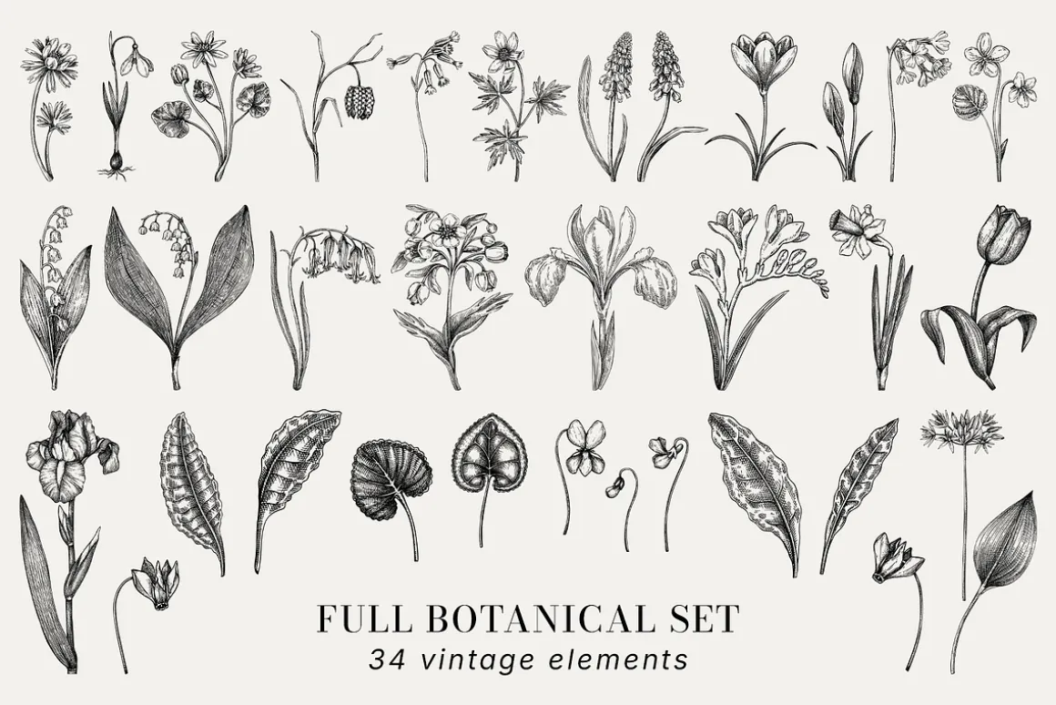 Spring Wildflower Vintage Vector Set