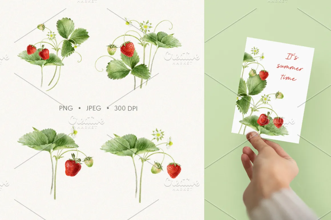 Strawberry watercolor illustrations