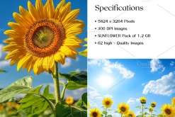 Sunflower Stock Image, Season, Field