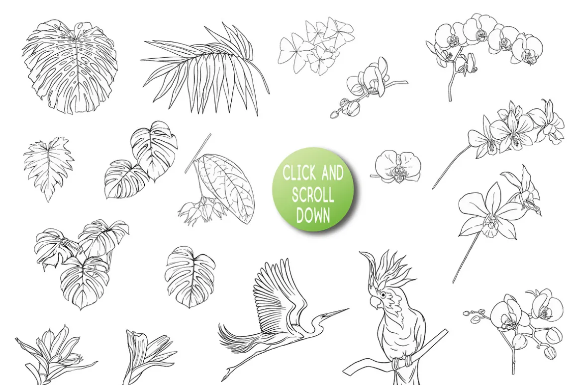 Tropical Plants and Birds Outline