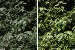 Tropical Vibes Lightroom Presets