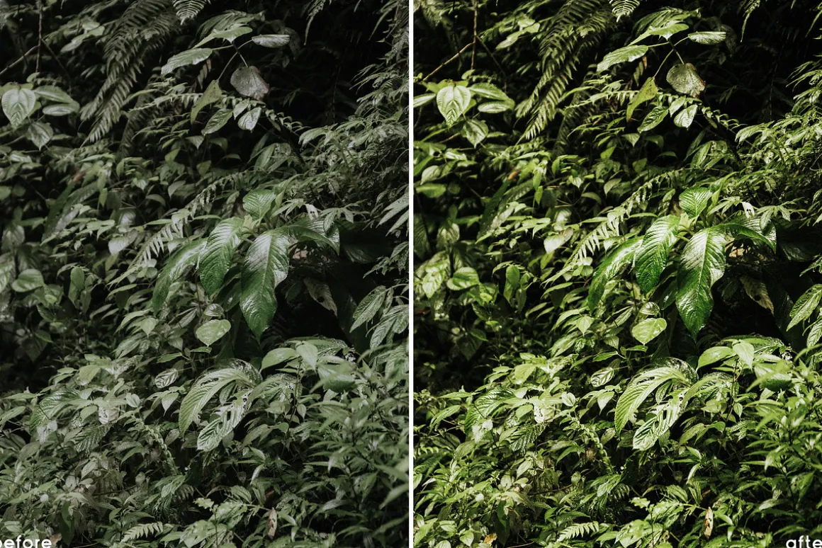 Tropical Vibes Lightroom Presets