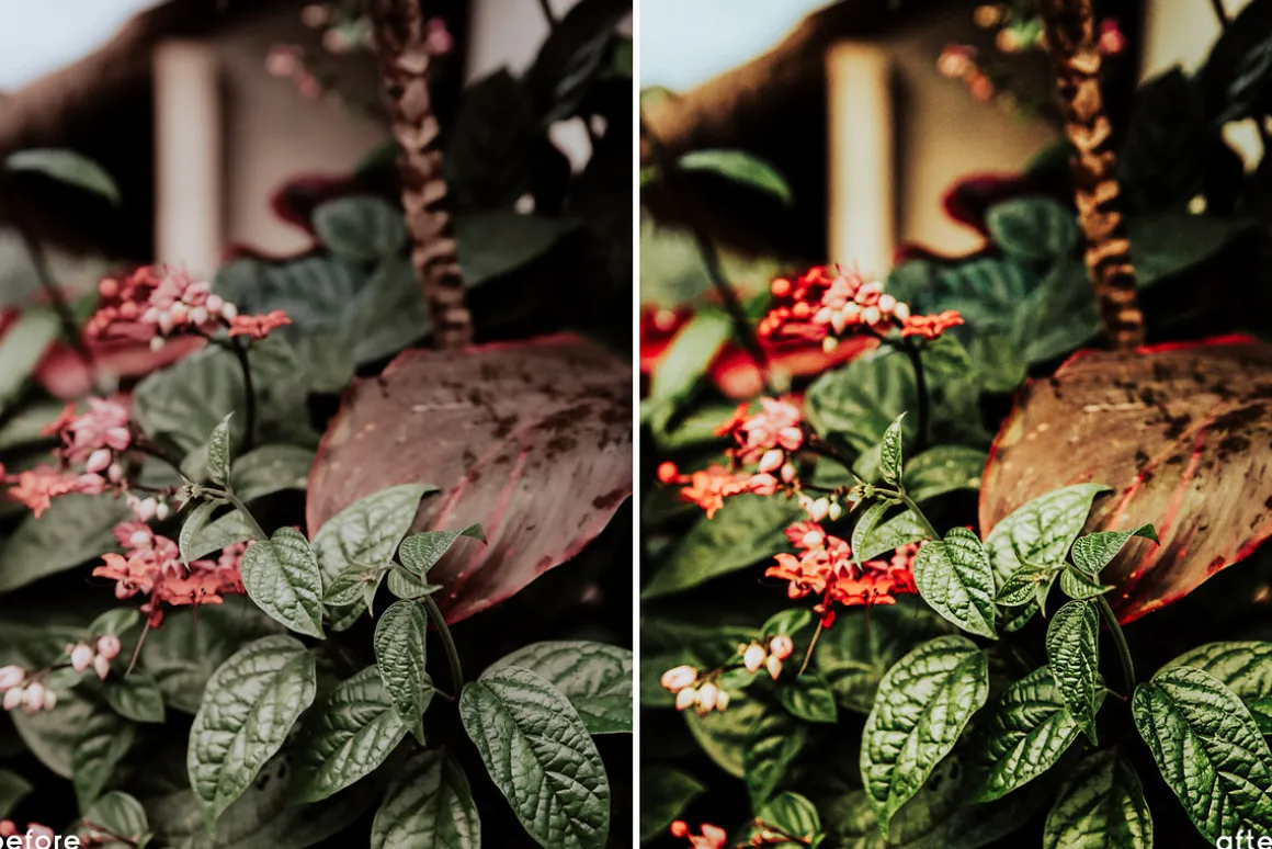 Tropical Vibes Lightroom Presets