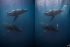 Underwater Bubble Photoshop Overlays
