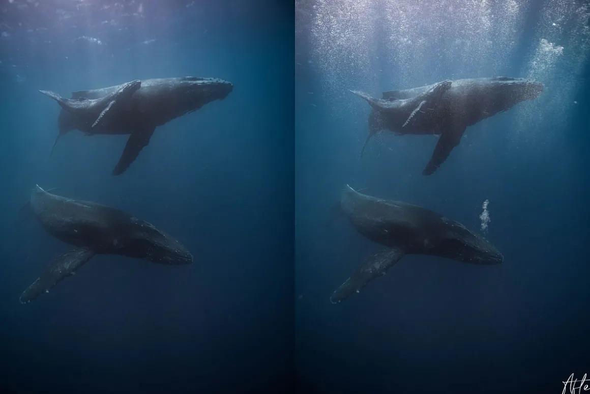 Underwater Bubble Photoshop Overlays