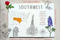 50 US State Flowers Coloring Pages