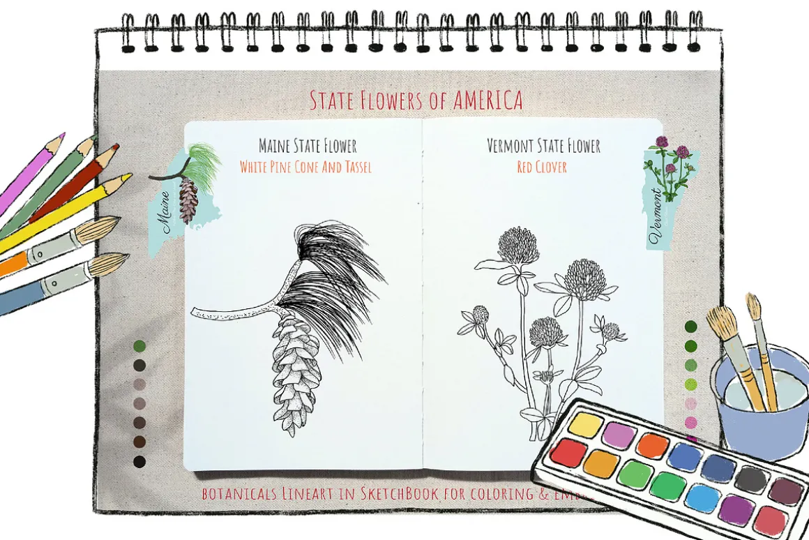 50 US State Flowers Coloring Pages