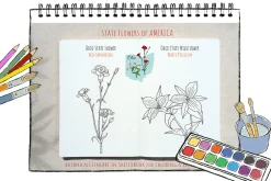 50 US State Flowers Coloring Pages