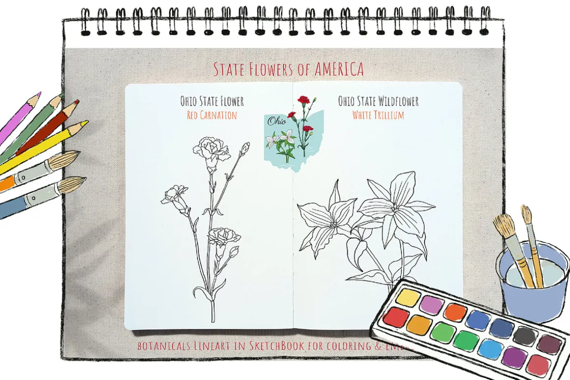 50 US State Flowers Coloring Pages