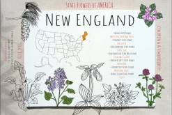 50 US State Flowers Coloring Pages