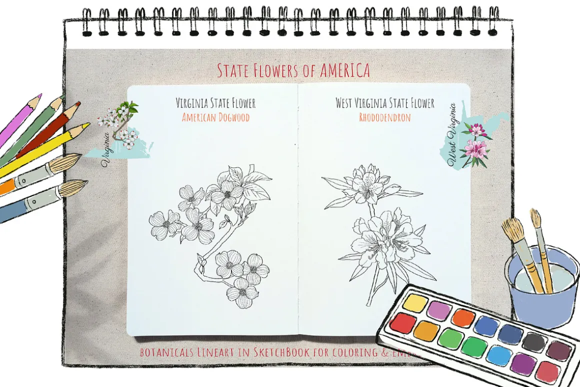 50 US State Flowers Coloring Pages