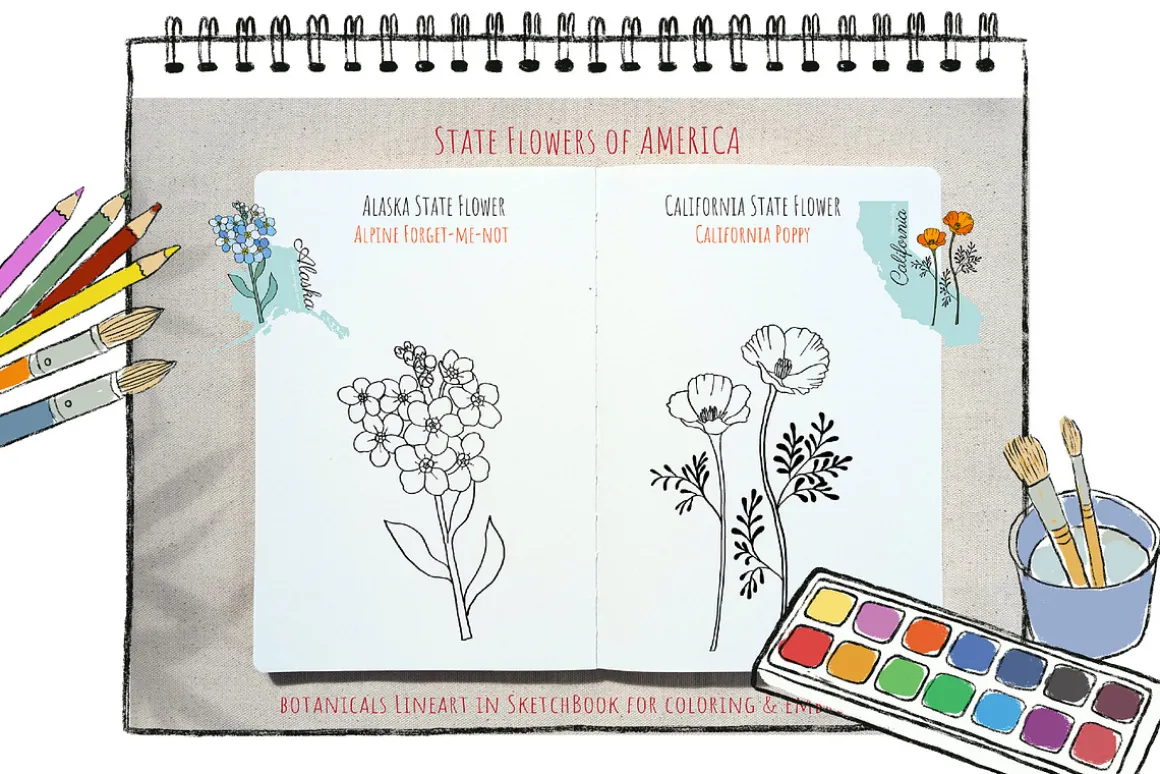 50 US State Flowers Coloring Pages