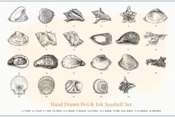 Vector Seashells Set + Bonus