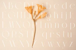 Veilan Serif Delicate font