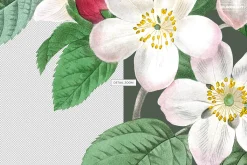Vintage Botanical Illustrations 2